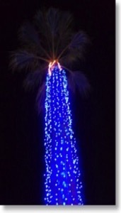 Tiffnay Palm